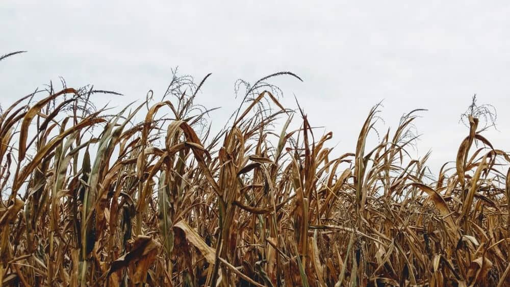 Brown Field of Corn Under Sunless White Sky