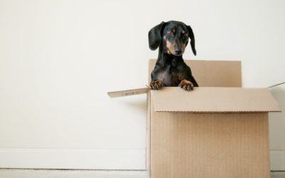 Best Moving Companies in Northwest Indiana
